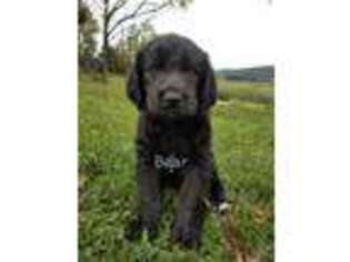 Labradoodle Puppy for sale in Reinholds, PA, USA