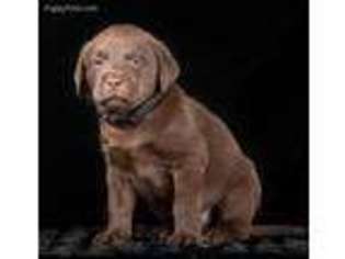 Labrador Retriever Puppy for sale in Rock Falls, IL, USA