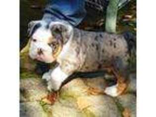 Bulldog Puppy for sale in Morgantown, PA, USA