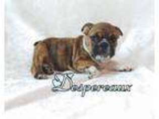 Bulldog Puppy for sale in Wrightsville, PA, USA
