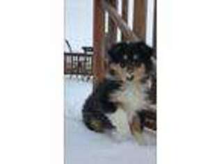 Collie Puppy for sale in Farmersburg, IA, USA