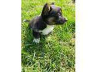 Cardigan Welsh Corgi Puppy for sale in Springfield, MO, USA
