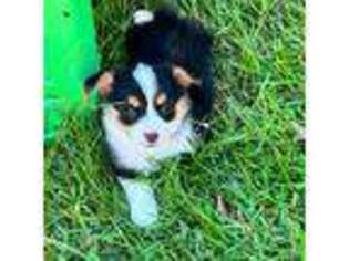 Pembroke Welsh Corgi Puppy for sale in Lagrange, GA, USA