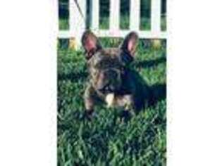 French Bulldog Puppy for sale in Pittsburg, KS, USA