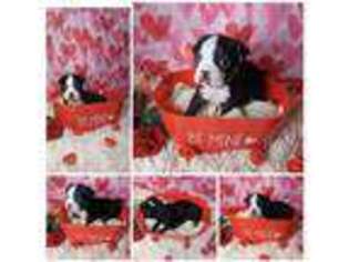 Boston Terrier Puppy for sale in Grand Junction, CO, USA
