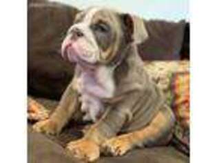 Bulldog Puppy for sale in Marion, AL, USA