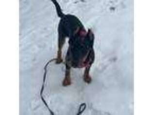 Beauceron Puppy for sale in Clearfield, UT, USA