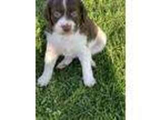 Brittany Puppy for sale in Chino, CA, USA