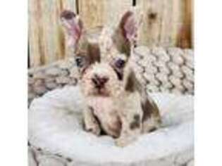 French Bulldog Puppy for sale in Saint Anthony, ID, USA