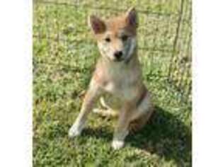 Shiba Inu Puppy for sale in San Diego, CA, USA