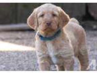 Labradoodle Puppy for sale in DES MOINES, IA, USA