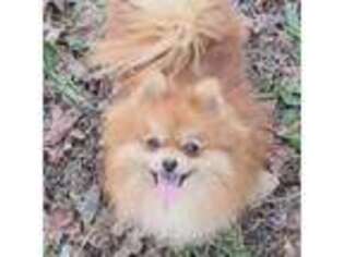 Pomeranian Puppy for sale in Greenwood, SC, USA