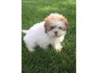 Lhasa Apso Puppy for sale in Seneca Falls, NY, USA