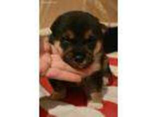 Shiba Inu Puppy for sale in Lompoc, CA, USA