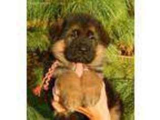 German Shepherd Dog Puppy for sale in Waynesville, OH, USA