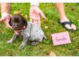 German Shorthaired Pointer Puppy for sale in Pataskala, OH, USA