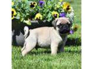 Pug Puppy for sale in Fort Collins, CO, USA