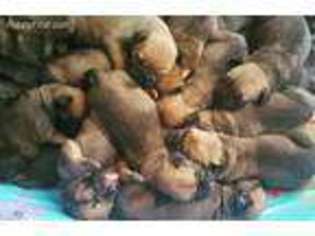 Bullmastiff Puppy for sale in Talking Rock, GA, USA