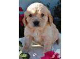 Labrador Retriever Puppy for sale in MISSION VIEJO, CA, USA