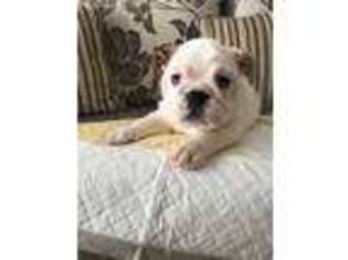 Bulldog Puppy for sale in Nags Head, NC, USA
