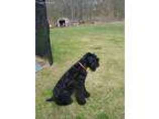 Black Russian Terrier Puppy for sale in Philmont, NY, USA
