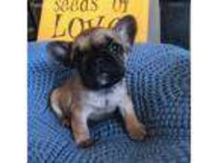 French Bulldog Puppy for sale in Berthoud, CO, USA