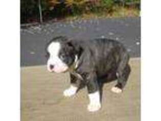 Boston Terrier Puppy for sale in Monroe, NH, USA