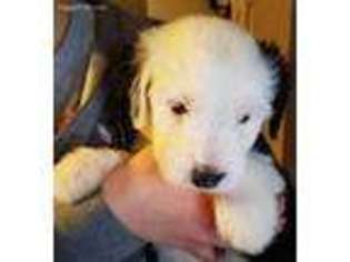 Old English Sheepdog Puppy for sale in Akron, OH, USA