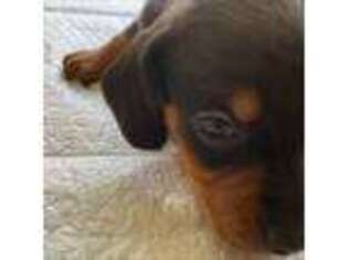 Dachshund Puppy for sale in Salem, MO, USA