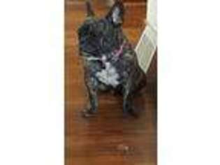 French Bulldog Puppy for sale in Osco, IL, USA