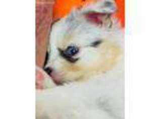 Miniature Australian Shepherd Puppy for sale in Prather, CA, USA