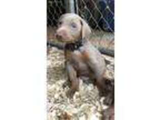 Doberman Pinscher Puppy for sale in Birmingham, AL, USA
