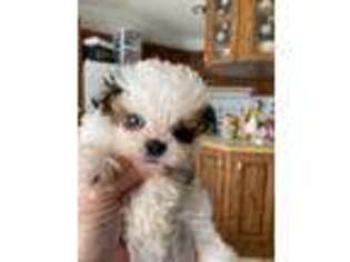 Shih-Poo Puppy for sale in Yoder, WY, USA