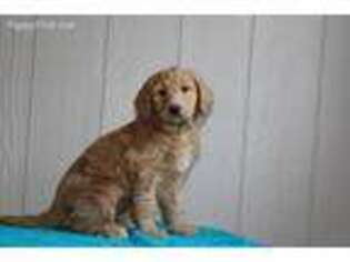 Goldendoodle Puppy for sale in Utica, OH, USA