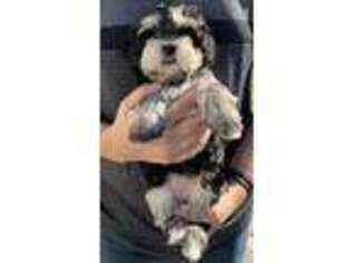 Havanese Puppy for sale in Leesburg, VA, USA