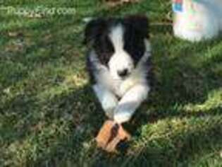 Border Collie Puppy for sale in Rio Vista, CA, USA