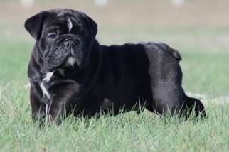 Olde English Bulldogge Puppy for sale in Higdon, AL, USA