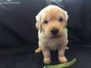 Mutt Puppy for sale in Salida, CO, USA