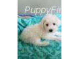 Coton de Tulear Puppy for sale in Ionia, MI, USA