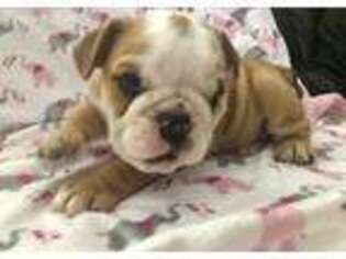 Bulldog Puppy for sale in Commerce City, CO, USA