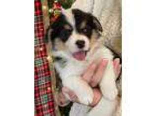 Pembroke Welsh Corgi Puppy for sale in Colbert, GA, USA