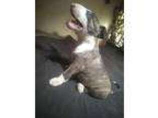 Bull Terrier Puppy for sale in Sprague River, OR, USA