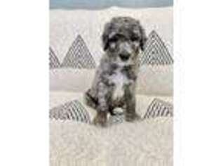 Goldendoodle Puppy for sale in Milford, PA, USA