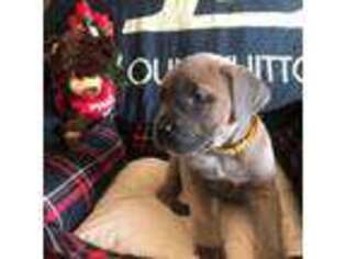 Cane Corso Puppy for sale in Marietta, MS, USA