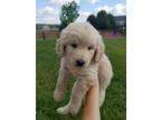 Goldendoodle Puppy for sale in Oak Grove, MO, USA