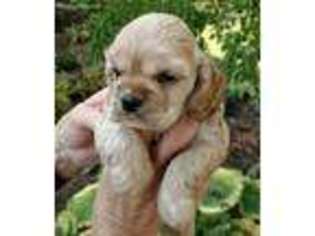 Cocker Spaniel Puppy for sale in Galion, OH, USA