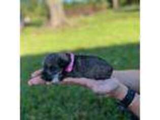 Mutt Puppy for sale in Dayton, TX, USA