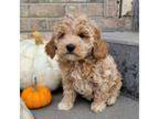 Goldendoodle Puppy for sale in Rock Valley, IA, USA