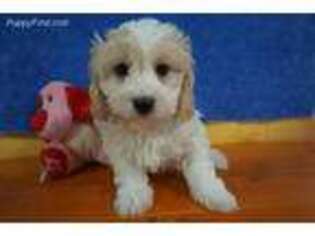 Cavachon Puppy for sale in Chilton, WI, USA