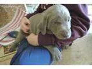 Labrador Retriever Puppy for sale in Sparta, MI, USA